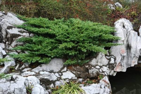 沭陽地柏的規格 沭陽地柏的規格