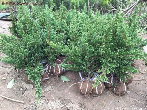 沭陽地柏的規格 沭陽地柏的規格