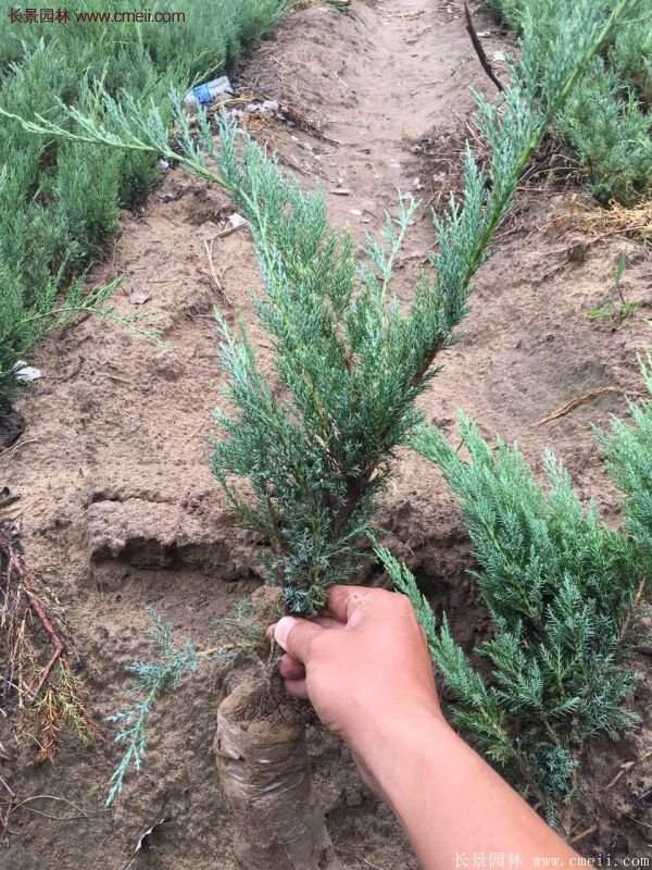 沙地柏基地 沙地柏基地