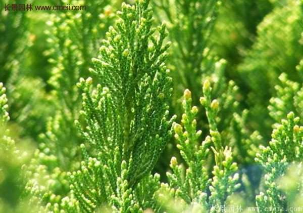 沭陽沙地柏 沭陽沙地柏