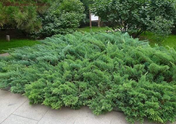 沭陽沙地柏 沭陽沙地柏