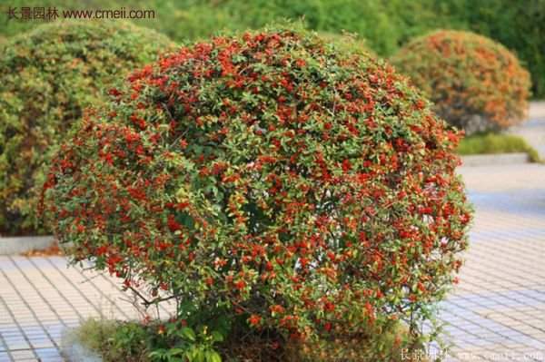 沭陽(yáng)火棘苗 沭陽(yáng)火棘苗