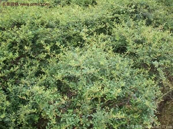 沭陽(yáng)火棘苗 沭陽(yáng)火棘苗