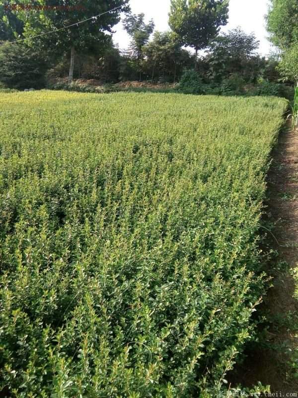 沭陽(yáng)火棘苗 沭陽(yáng)火棘苗