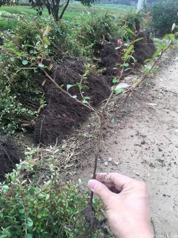 沭陽(yáng)火棘苗 沭陽(yáng)火棘苗