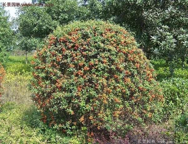 沭陽火棘球 沭陽火棘球