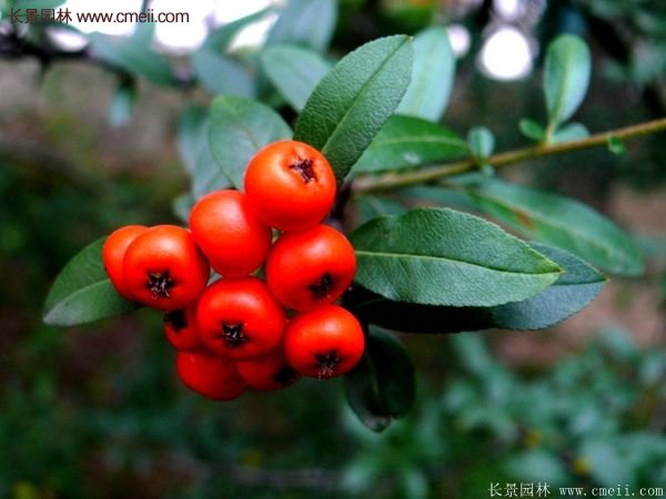 沭陽火棘基地 沭陽火棘基地