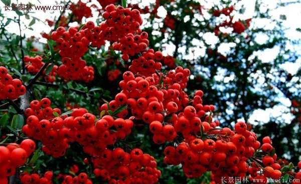 沭陽火棘基地 沭陽火棘基地