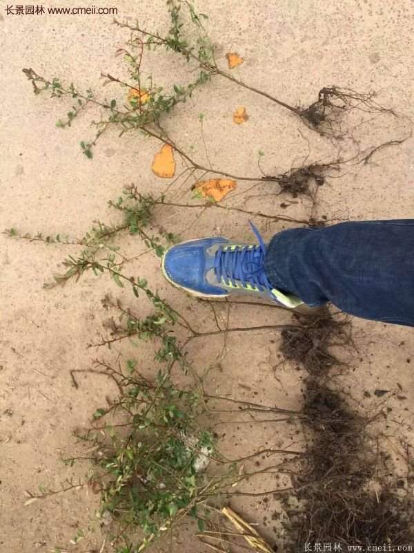 火棘工程苗 火棘工程苗