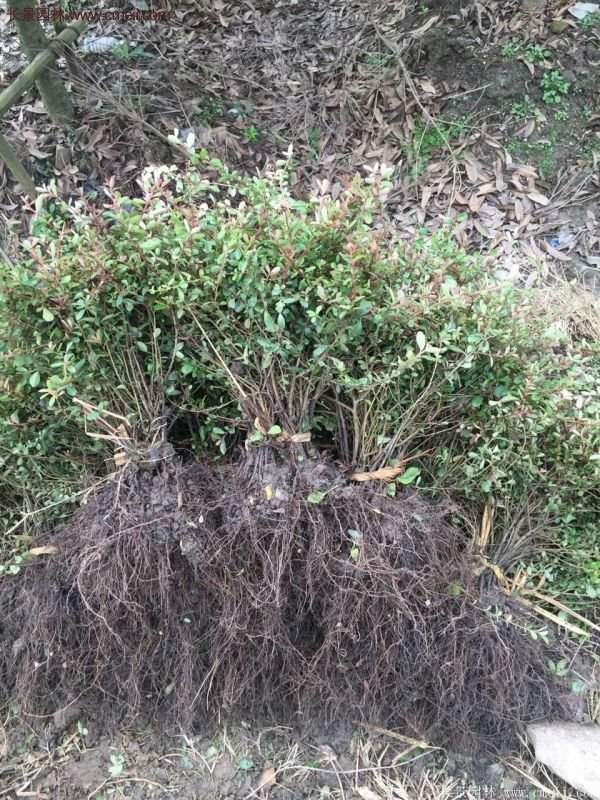 火棘工程苗 火棘工程苗