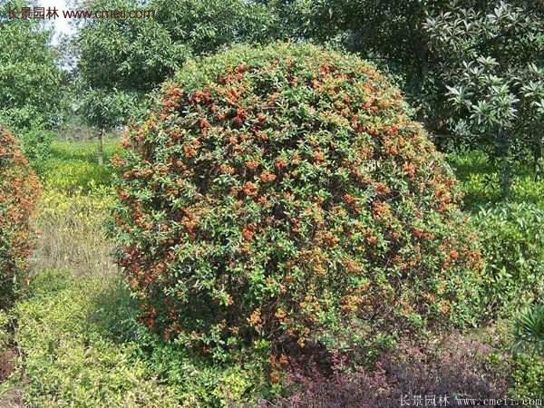 火棘工程苗 火棘工程苗