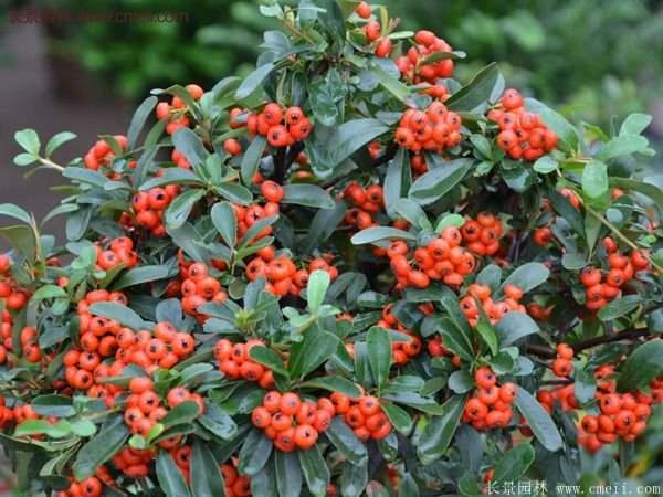 沭陽火棘苗、火棘球 沭陽火棘苗、火棘球