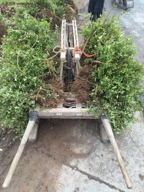 沭陽火棘 沭陽火棘