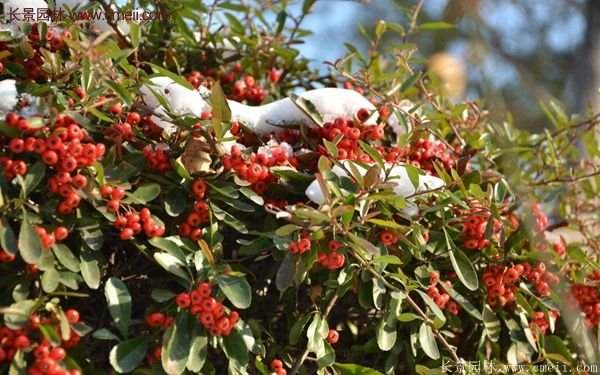沭陽火棘基地 沭陽火棘基地