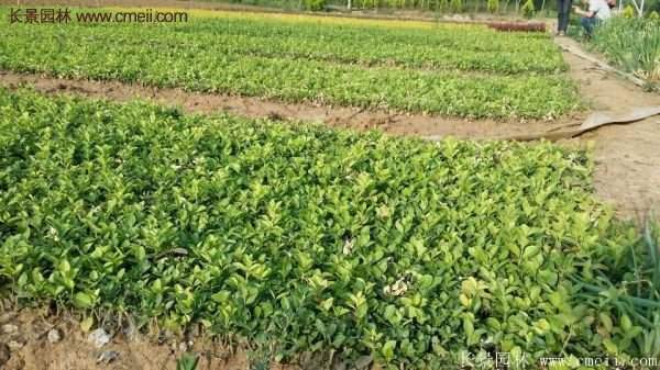 沭陽衛矛的行情 沭陽衛矛的行情