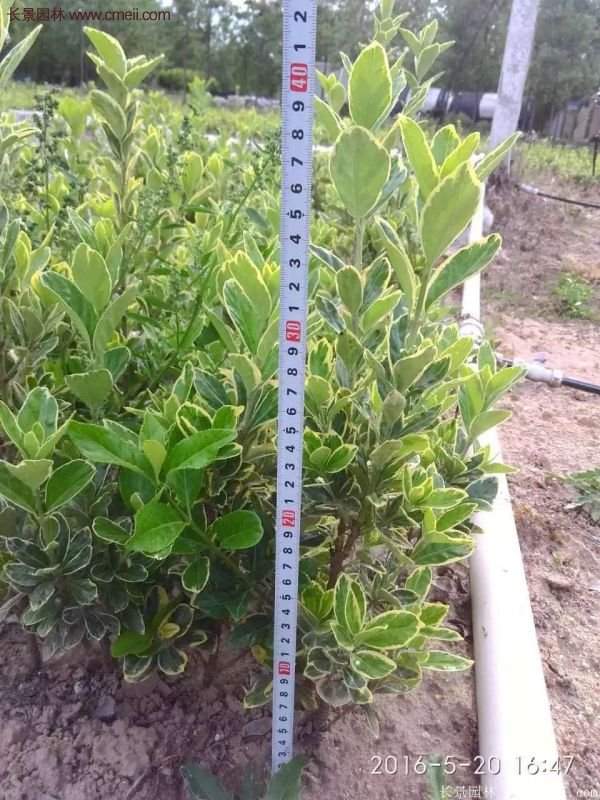 沭陽金邊黃楊規(guī)格 沭陽金邊黃楊規(guī)格