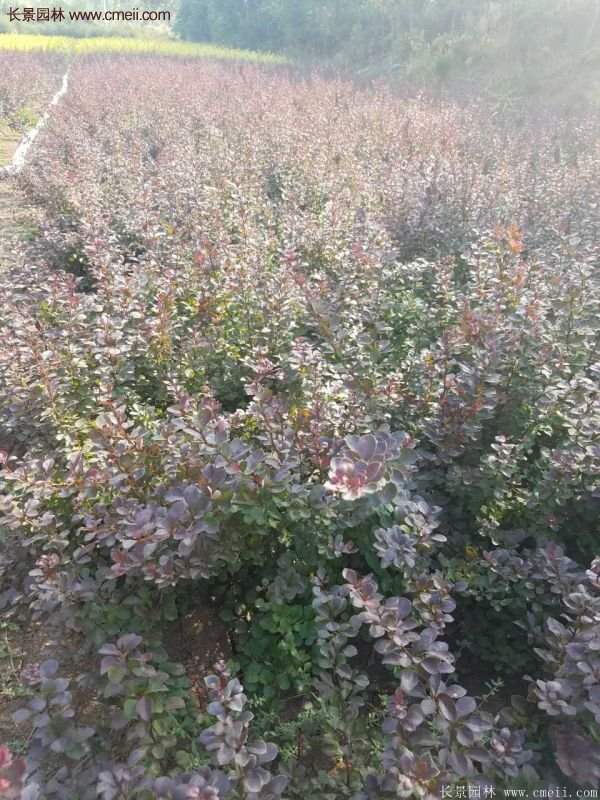 沭陽(yáng)紅葉小檗