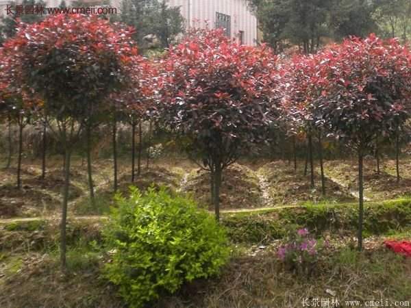 沭陽長景園林基地的紅葉石楠 沭陽長景園林基地的紅葉石楠