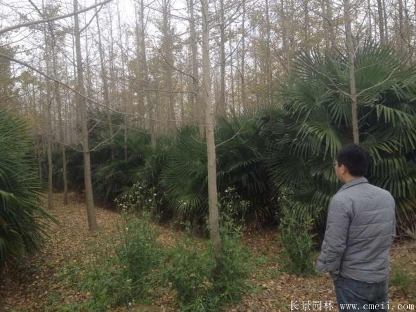 棕櫚苗木-沭陽長(zhǎng)景園林