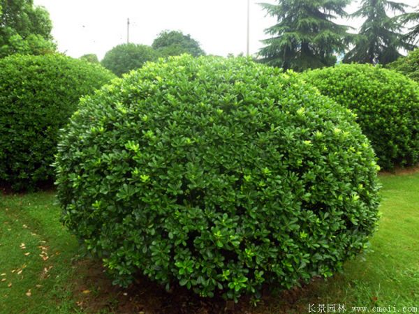 海桐球-長景園林