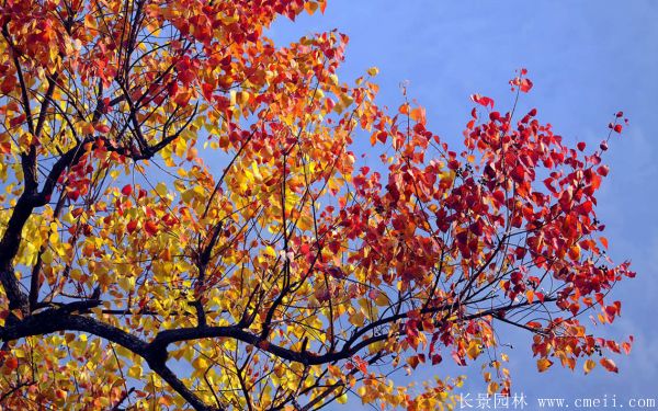 紅葉烏桕圖片紅葉烏桕基地實拍 紅葉烏桕圖片紅葉烏桕基地實拍