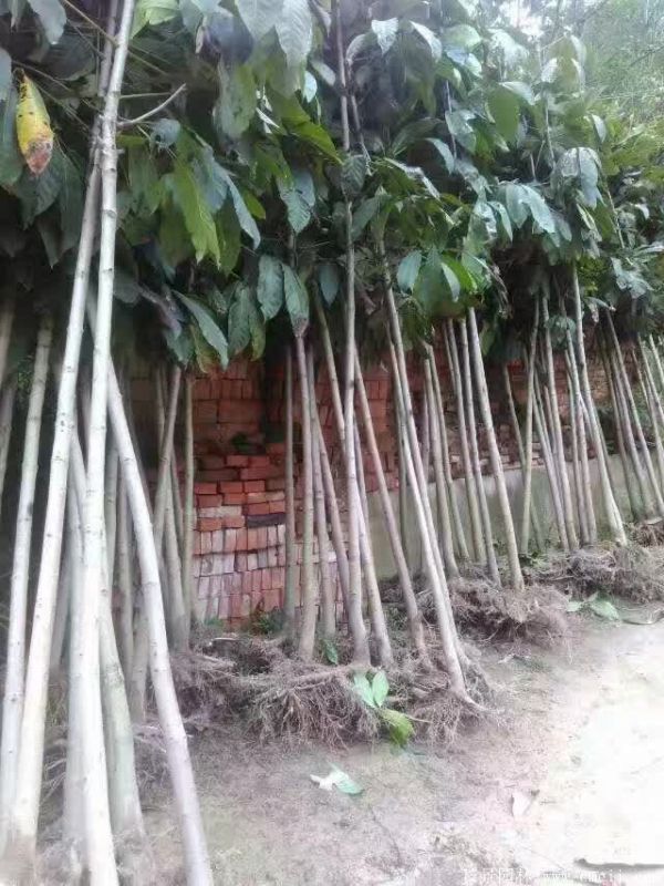 七葉樹圖片七葉樹基地實(shí)拍