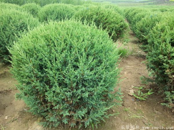 檜柏球圖片基地實拍 檜柏球圖片基地實拍