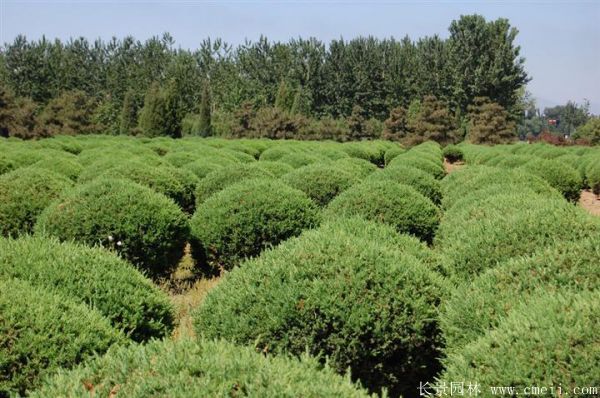 檜柏球圖片基地實拍 檜柏球圖片基地實拍