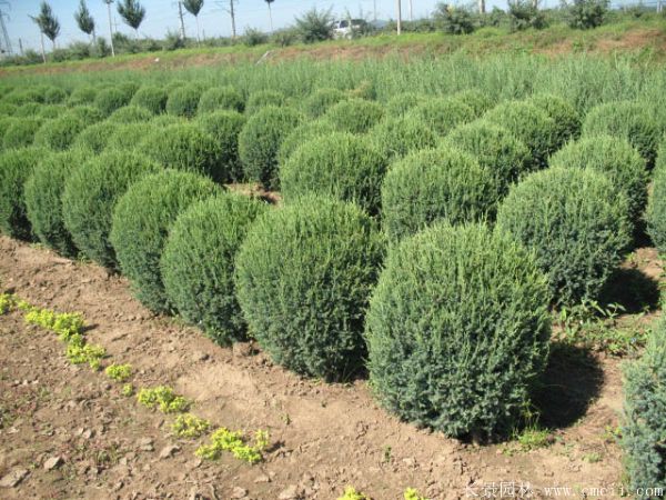 檜柏球圖片基地實拍 檜柏球圖片基地實拍