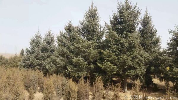 云杉圖片基地實拍 云杉圖片基地實拍