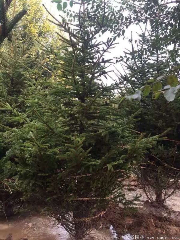 云杉圖片基地實拍 云杉圖片基地實拍