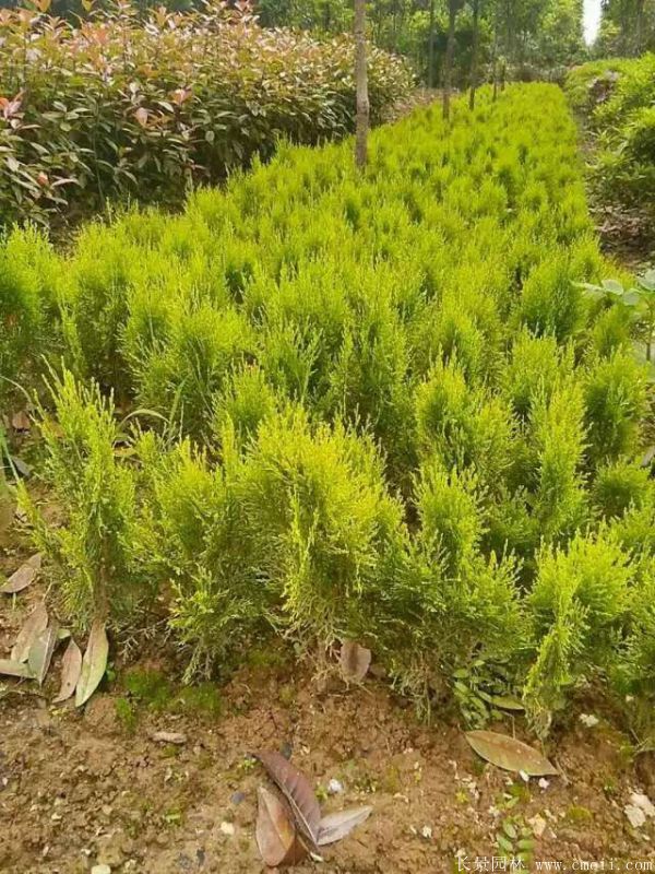 灑金柏種子發芽出苗圖片