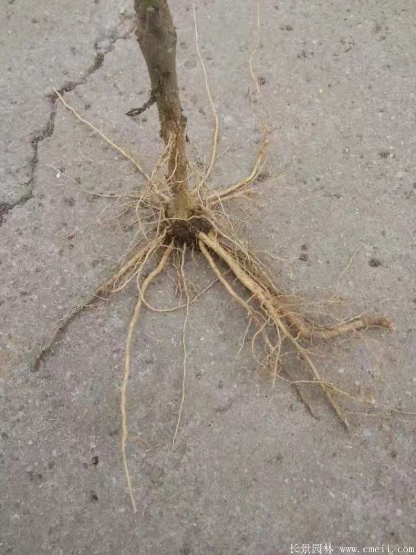 木槿花小苗圖片基地實拍 木槿花小苗圖片基地實拍