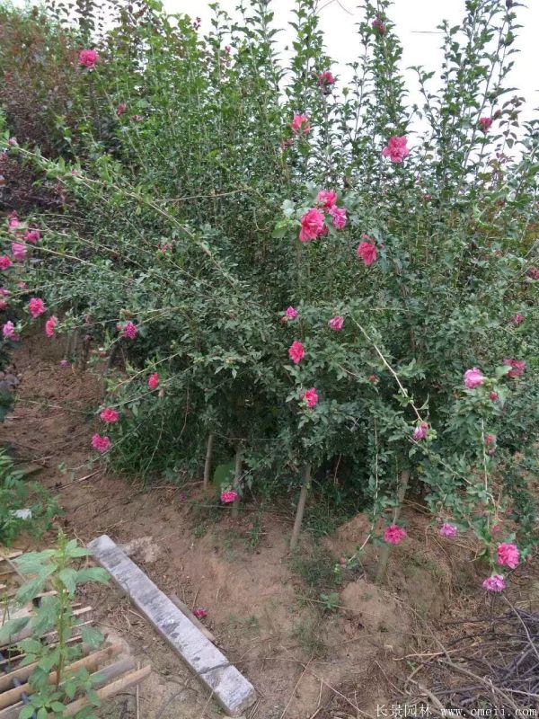 重瓣大花木槿樹圖片基地實拍 重瓣大花木槿樹圖片基地實拍