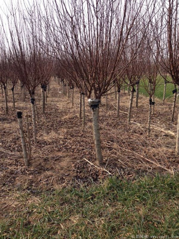 紅梅樹紅梅花圖片基地實拍 紅梅樹紅梅花圖片基地實拍