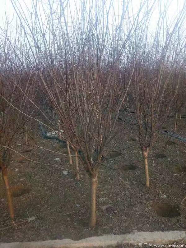 紅梅樹紅梅花圖片基地實拍 紅梅樹紅梅花圖片基地實拍