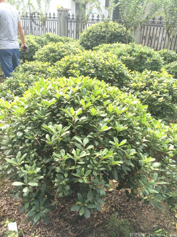 海桐圖片基地實(shí)拍 海桐圖片基地實(shí)拍