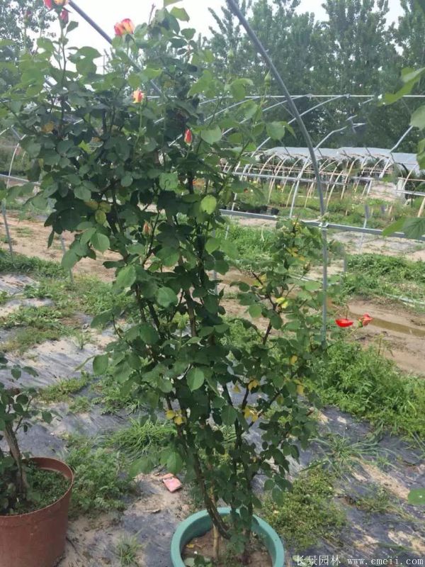 藤本月季圖片基地實拍 藤本月季圖片基地實拍