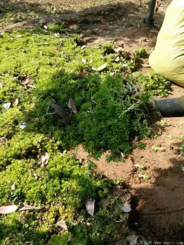 佛甲草基地實拍圖片 佛甲草基地實拍圖片