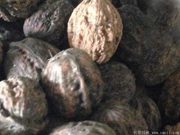 山核桃種子圖片