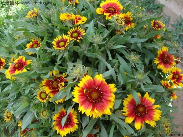 天人菊種子發(fā)芽出苗開花圖片