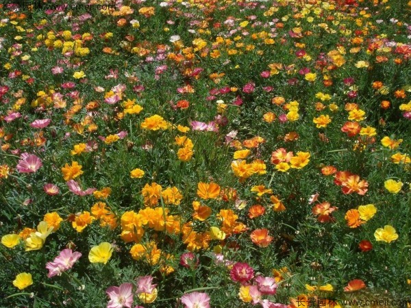 花菱草種子發芽出苗開花圖片