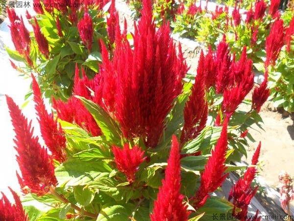 火焰雞冠花 火焰雞冠花