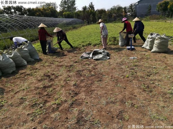 佛甲草起苗挖苗現場實拍圖片 佛甲草起苗挖苗現場實拍圖片