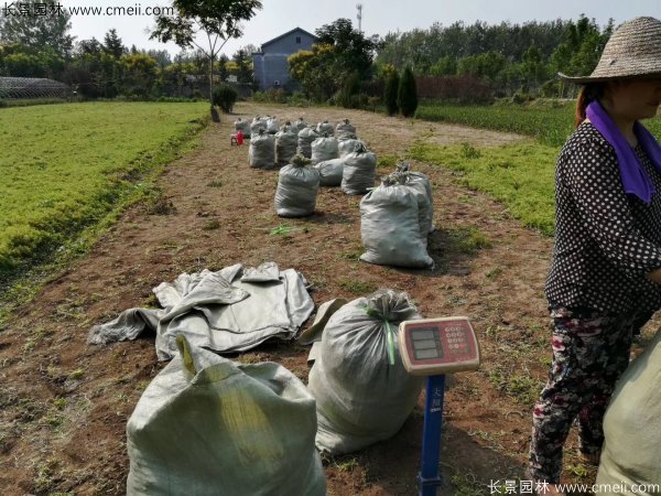 佛甲草起苗挖苗現場實拍圖片 佛甲草起苗挖苗現場實拍圖片