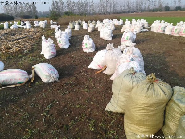 佛甲草發物流快遞裝箱包裝圖片 佛甲草發物流快遞裝箱包裝圖片