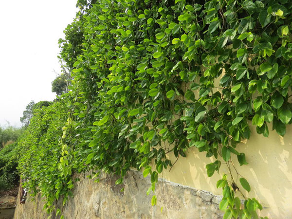 紅花紫藤樹(shù)苗開(kāi)花紅色 紅花紫藤樹(shù)苗開(kāi)花紅色