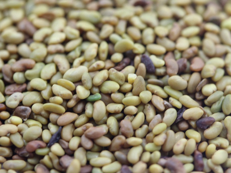 進口苜蓿種子 進口苜蓿種子