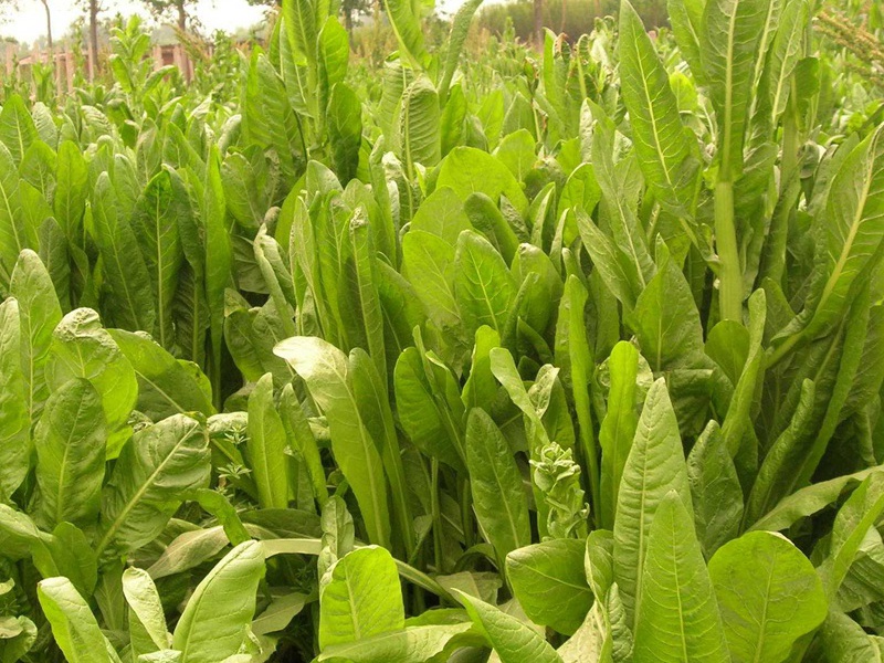 進(jìn)口菊苣種子 進(jìn)口菊苣種子