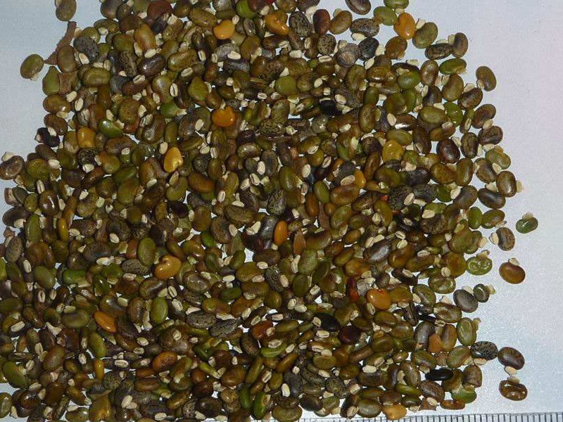 山毛豆種子 山毛豆種子